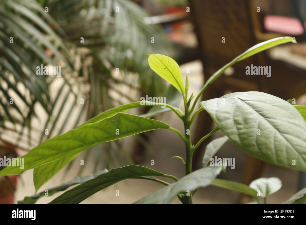 Schöne, zarte Blätter einer Pflanze auf unscharfer Hintergrundfarbe Stockfoto