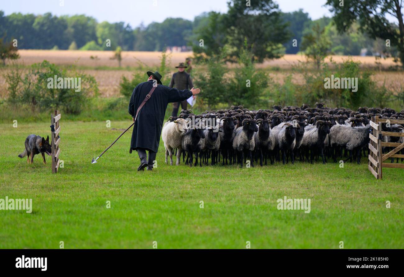 Eimke, Deutschland. 16. September 2022. Julian Schulz, Hirte, treibt die Heidschnucken-Herde mit seinem Hütehund auf einer Wiese entlang. Deutschlands beste Schäferhunde und ihre Herdenhunde treten im nationalen Leistungshüttung-Wettbewerb an. Eine Herde von 300 Schafen wird von den Hunden und Hirten mit unterschiedlichen Aufgaben konfrontiert. Quelle: Philipp Schulze/dpa/Alamy Live News Stockfoto