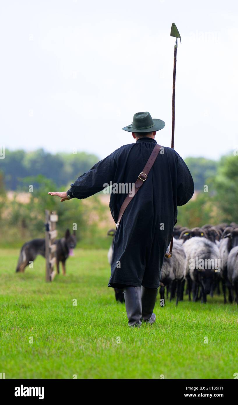 Eimke, Deutschland. 16. September 2022. Julian Schulz, Hirte, treibt die Heidschnucken-Herde mit seinem Hütehund auf einer Wiese entlang. Deutschlands beste Schäferhunde und ihre Herdenhunde treten im nationalen Leistungshüttung-Wettbewerb an. Eine Herde von 300 Schafen wird von den Hunden und Hirten mit unterschiedlichen Aufgaben konfrontiert. Quelle: Philipp Schulze/dpa/Alamy Live News Stockfoto