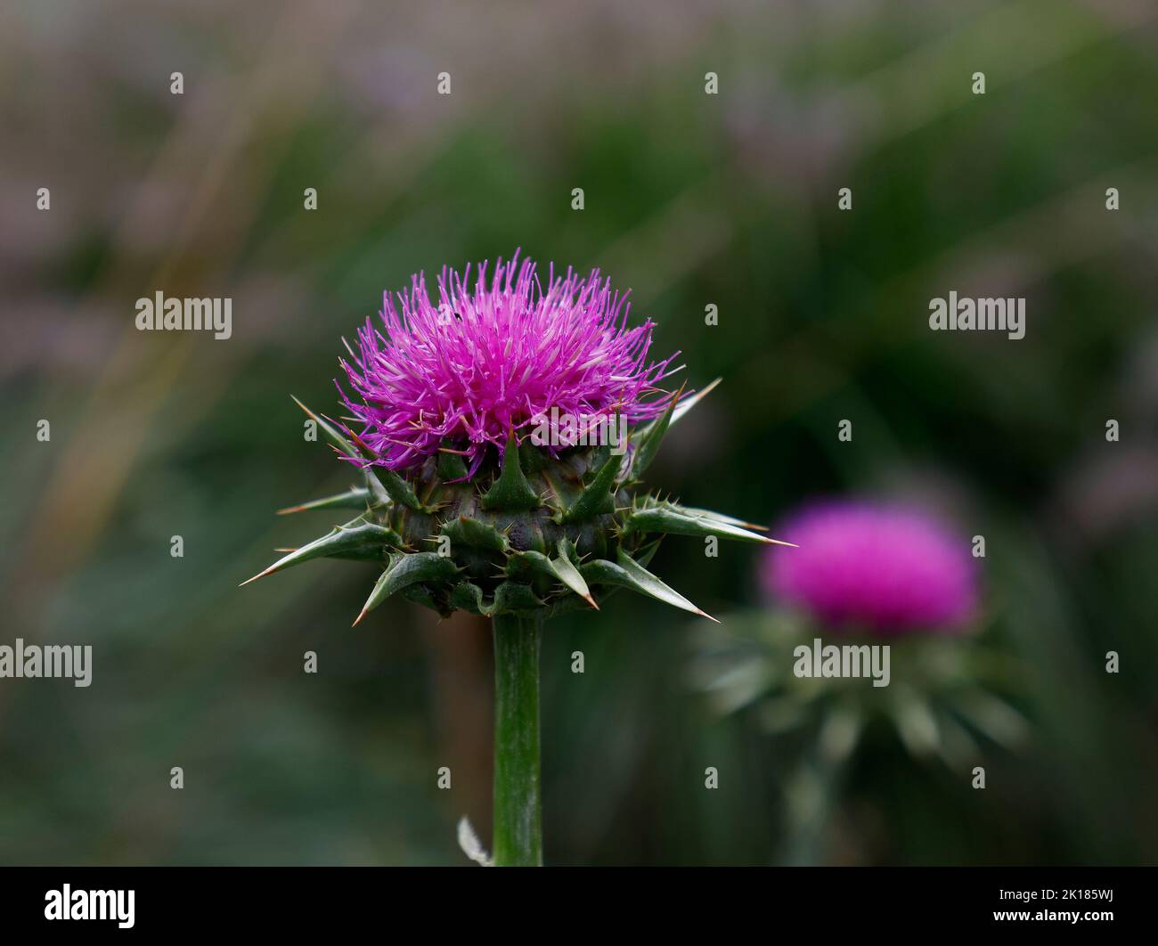 Nahaufnahme einer violetten Blume der jährlich oder alle zwei Jahre blühenden Silybum marianum, die im Spätsommer im Freien in Großbritannien zu sehen ist. Stockfoto
