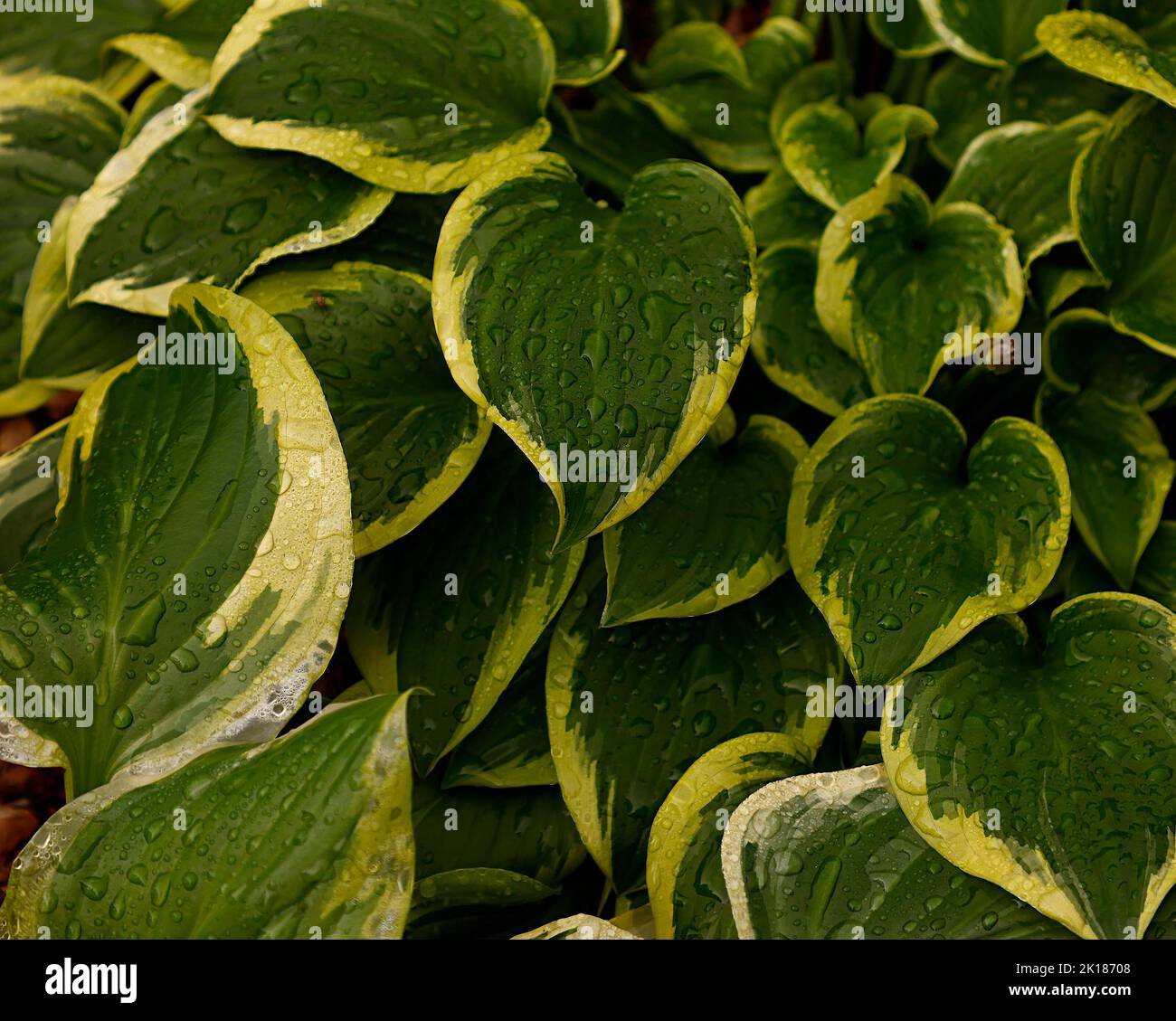 Nahaufnahme der krautigen mehrjährigen Pflanze mit bunten Blättern mit Wassertropfen von Hosta Winsome im Garten in Großbritannien gesehen. Stockfoto