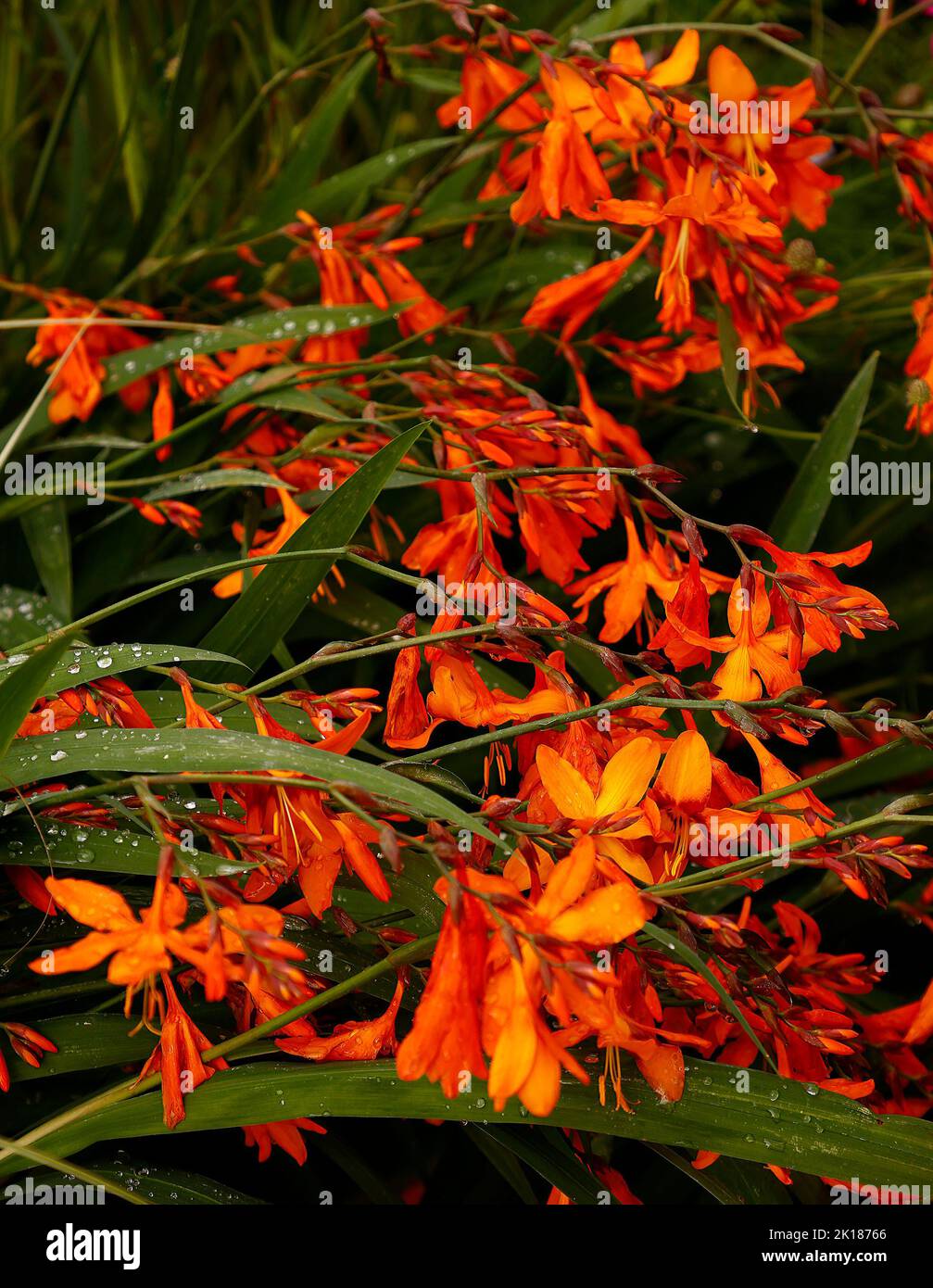 Nahaufnahme der feurigrot blühenden krautigen Staude Crocosmia Emily