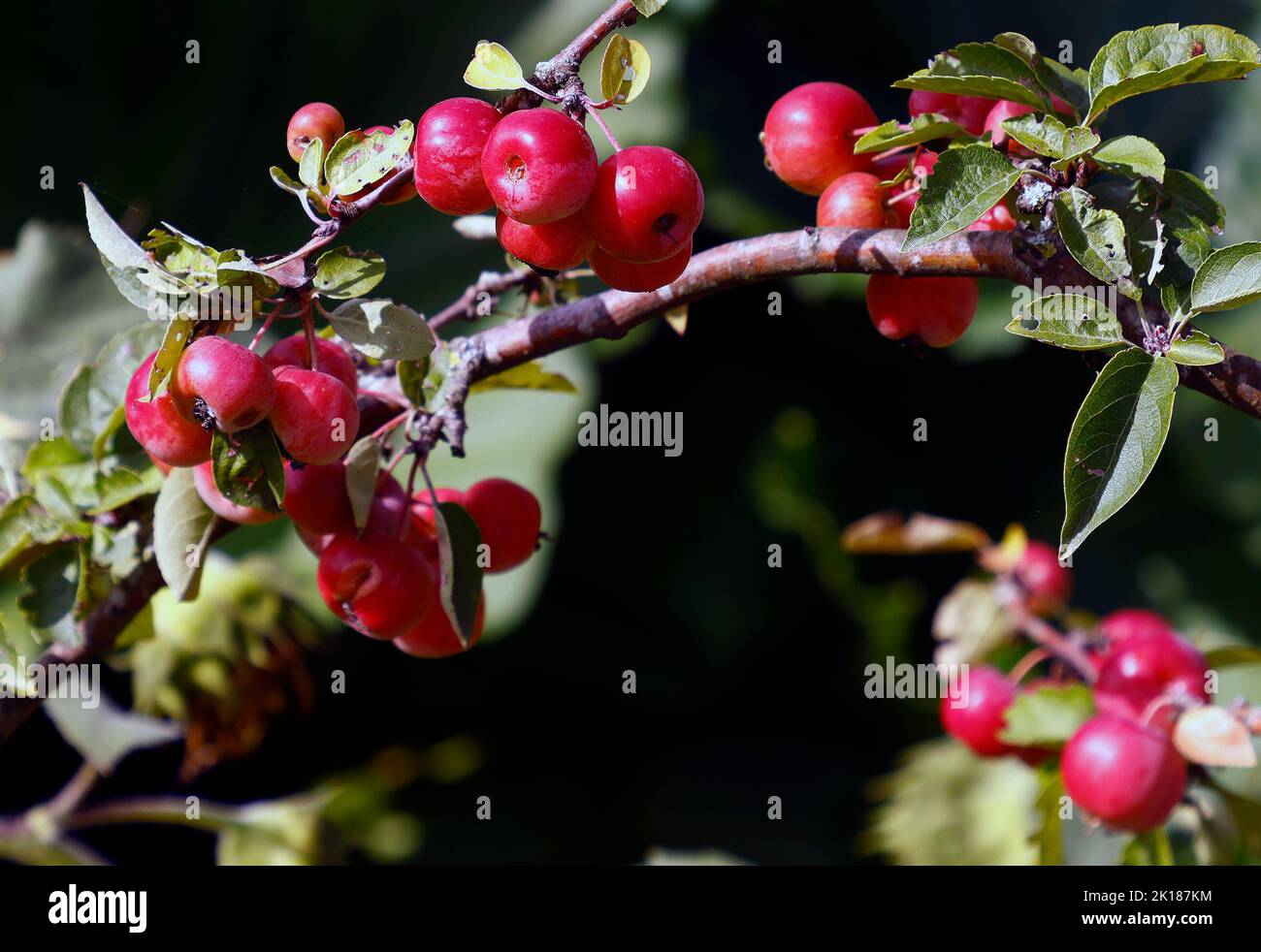 Nahaufnahme der reifen Frucht des Crab Apple Evereste gesehen wachsen in Großbritannien im Garten im Spätsommer. Stockfoto