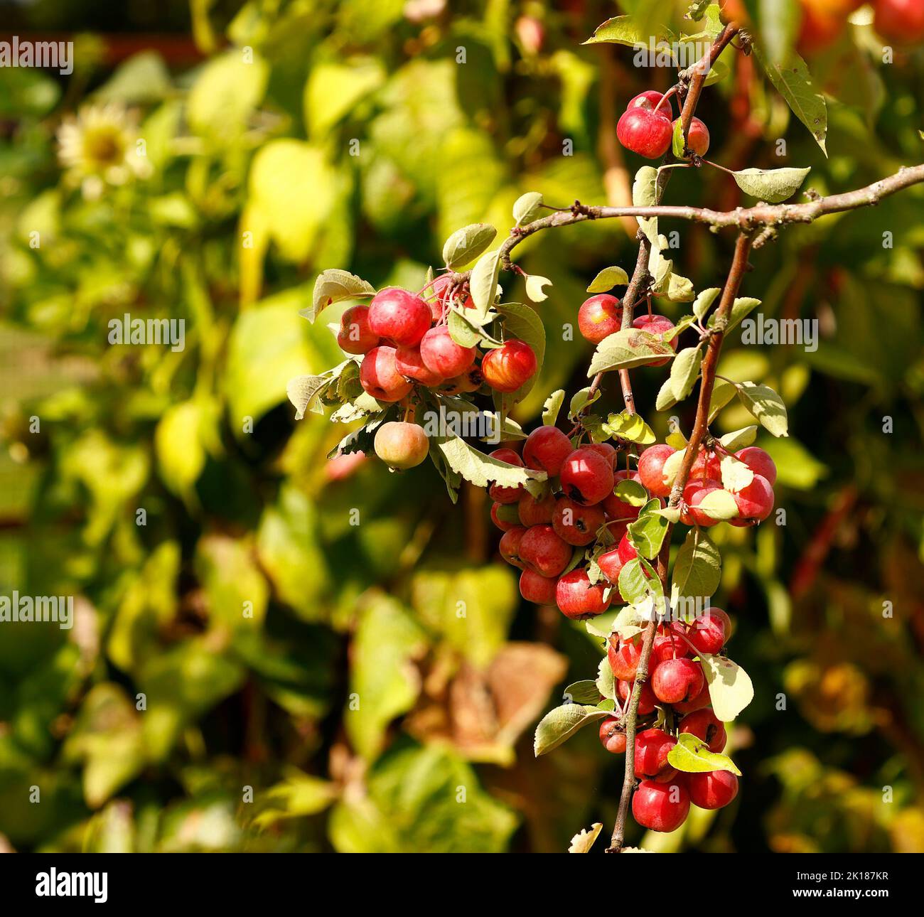 Nahaufnahme der reifen Frucht des Crab Apple Evereste gesehen wachsen in Großbritannien im Garten im Spätsommer. Stockfoto