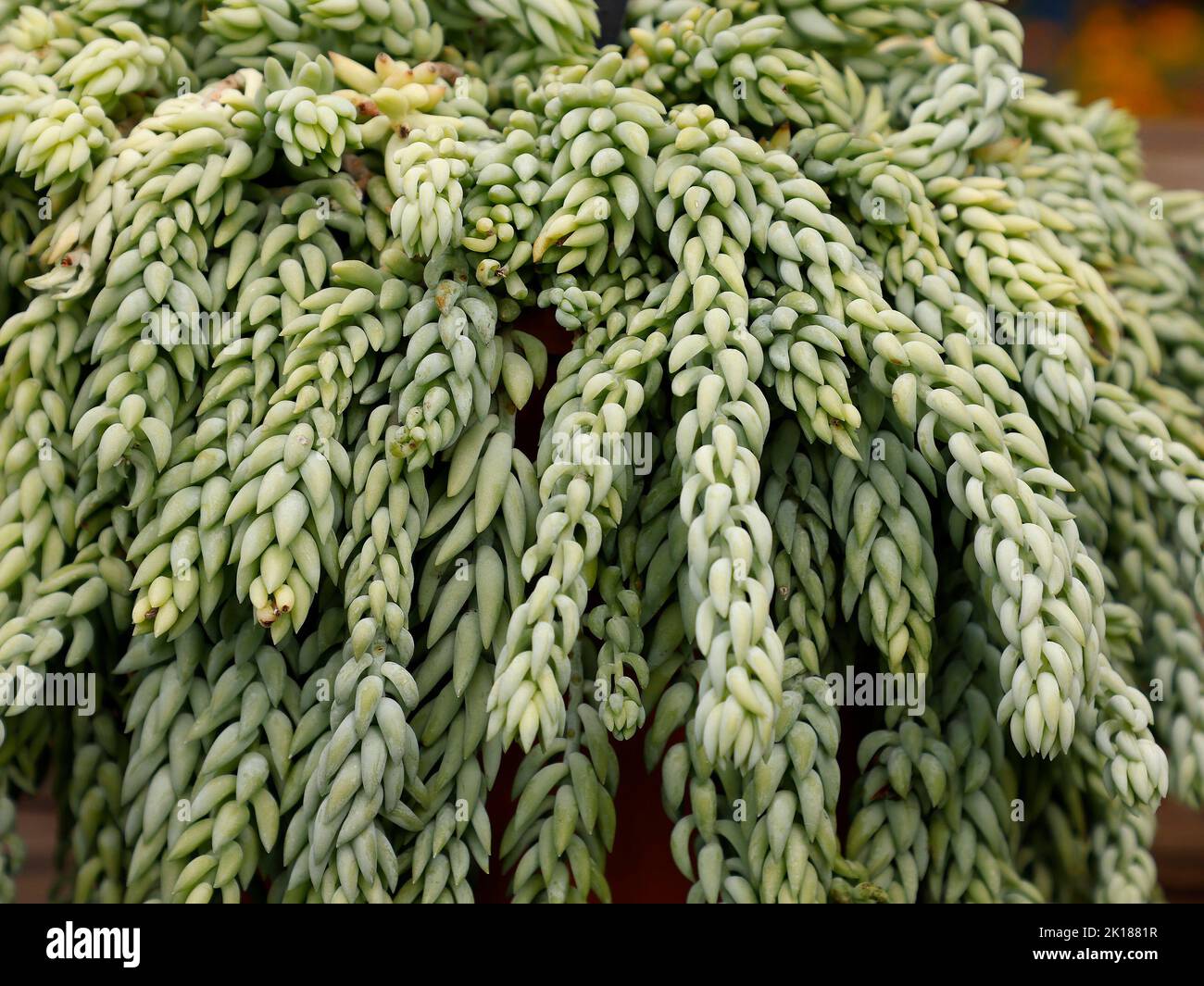 Nahaufnahme der nachhängenden grünen Blätter des Schwanzes von Sedum morganianum Burro. Stockfoto