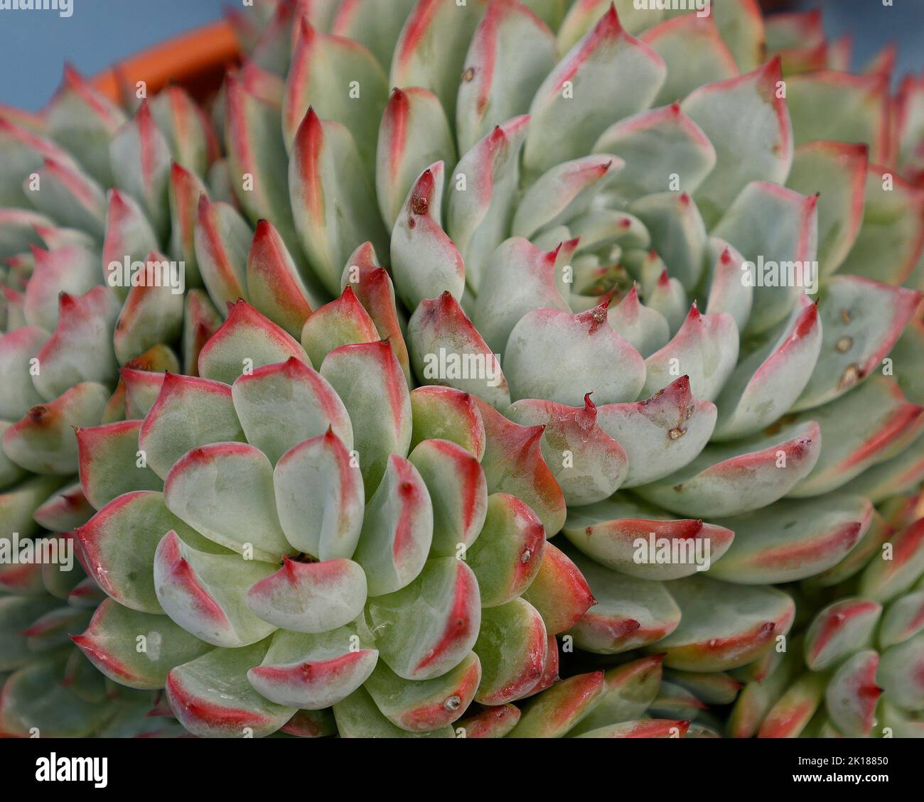Nahaufnahme der variierten Sukulente Echeveria chihuahuaensis aus einem Topf. Stockfoto