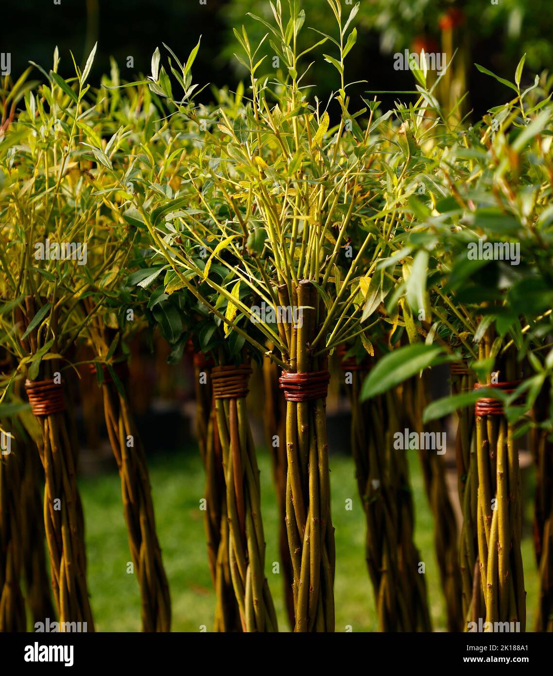 Nahaufnahme der Gartentechnik einer lebenden Weidenhecke Salix, die im Sommer zu sehen ist. Stockfoto