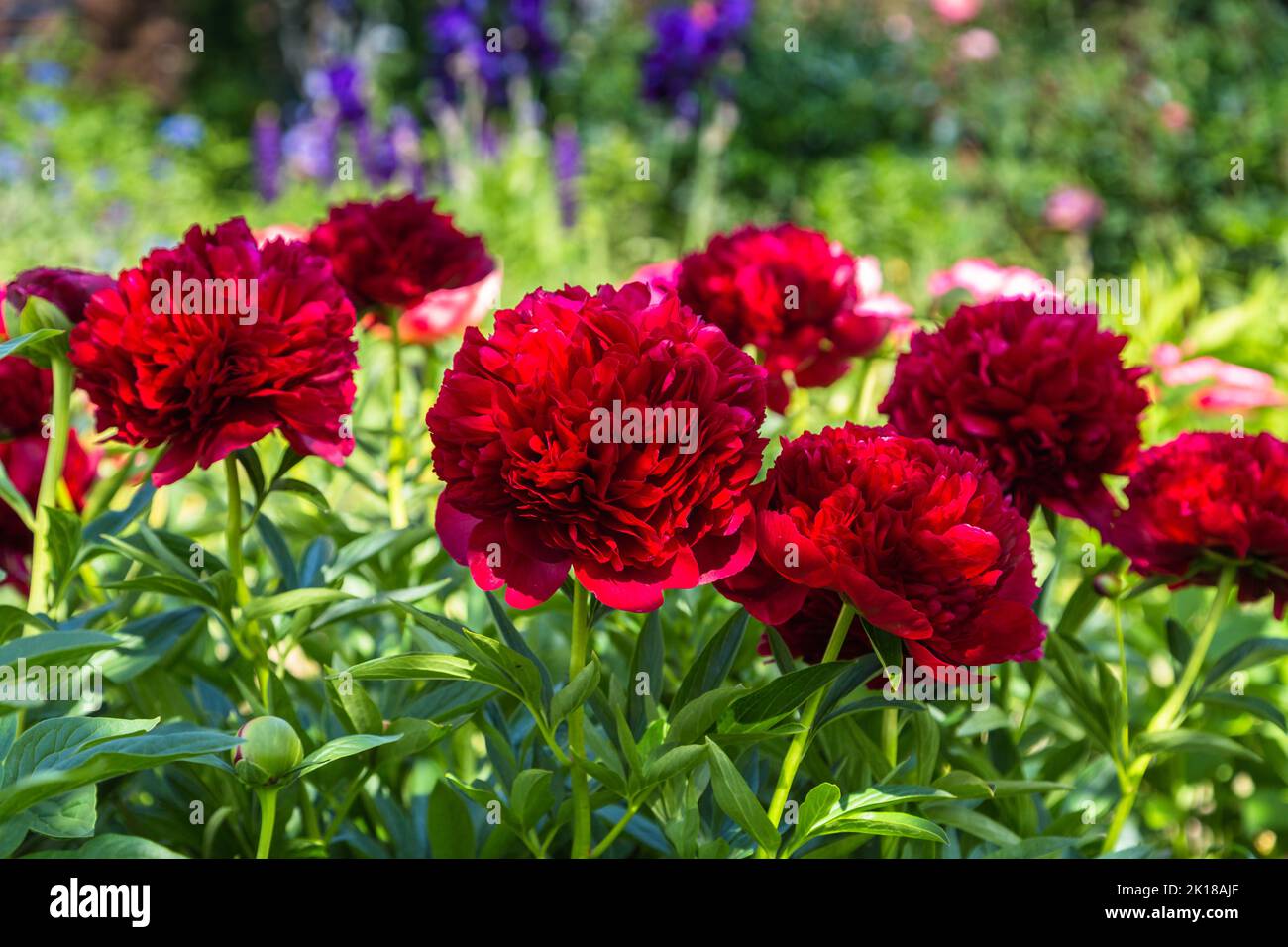 Rote Pfingstrose albiflora. Paeonia officinalis Command Performance im Garten Stockfoto