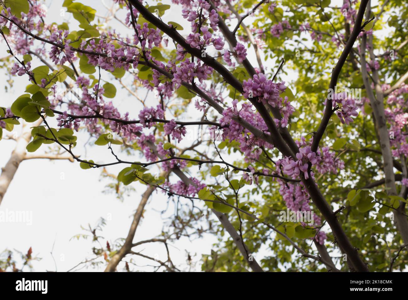 In voller Blüte judas Baum, lila Blumen mit pastellgrünen Blättern im Garten an einem sonnigen Tag.wunderbarer Hintergrund. Stockfoto