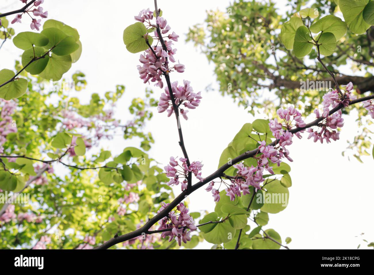 Judas Baum blühte, wunderschöne lila Blüten mit pastellgrünen Blättern im Garten an einem sonnigen Tag. Stockfoto