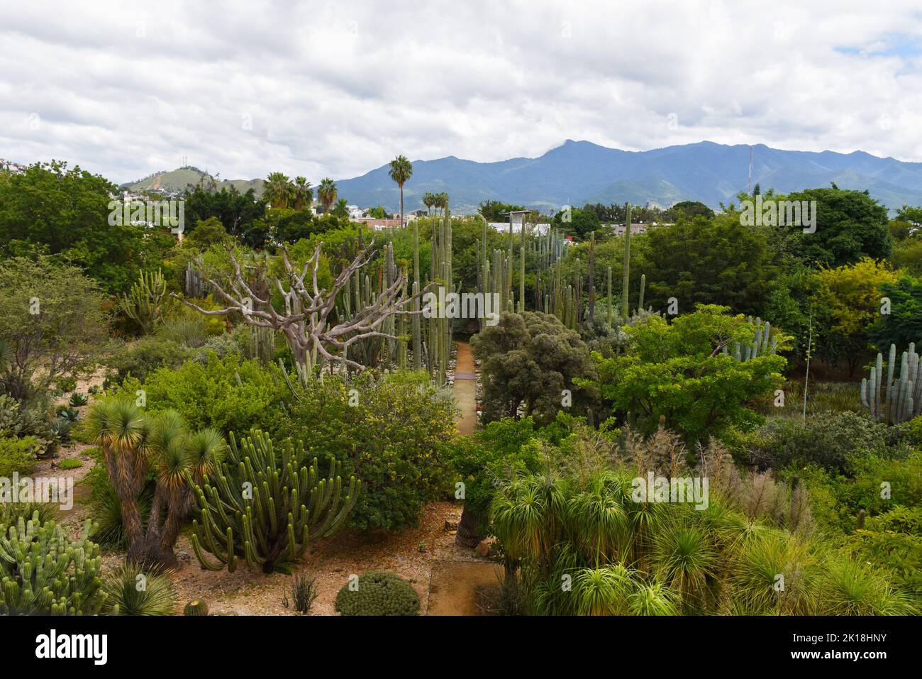 Der ethnobotanische Garten von Oaxaca (neben der Kirche von Santo Domingo) beherbergt Hunderte von Pflanzenarten, die alle im Bundesstaat Oaxaca beheimatet sind.Oaxaca de Juarez, Mexiko. Stockfoto