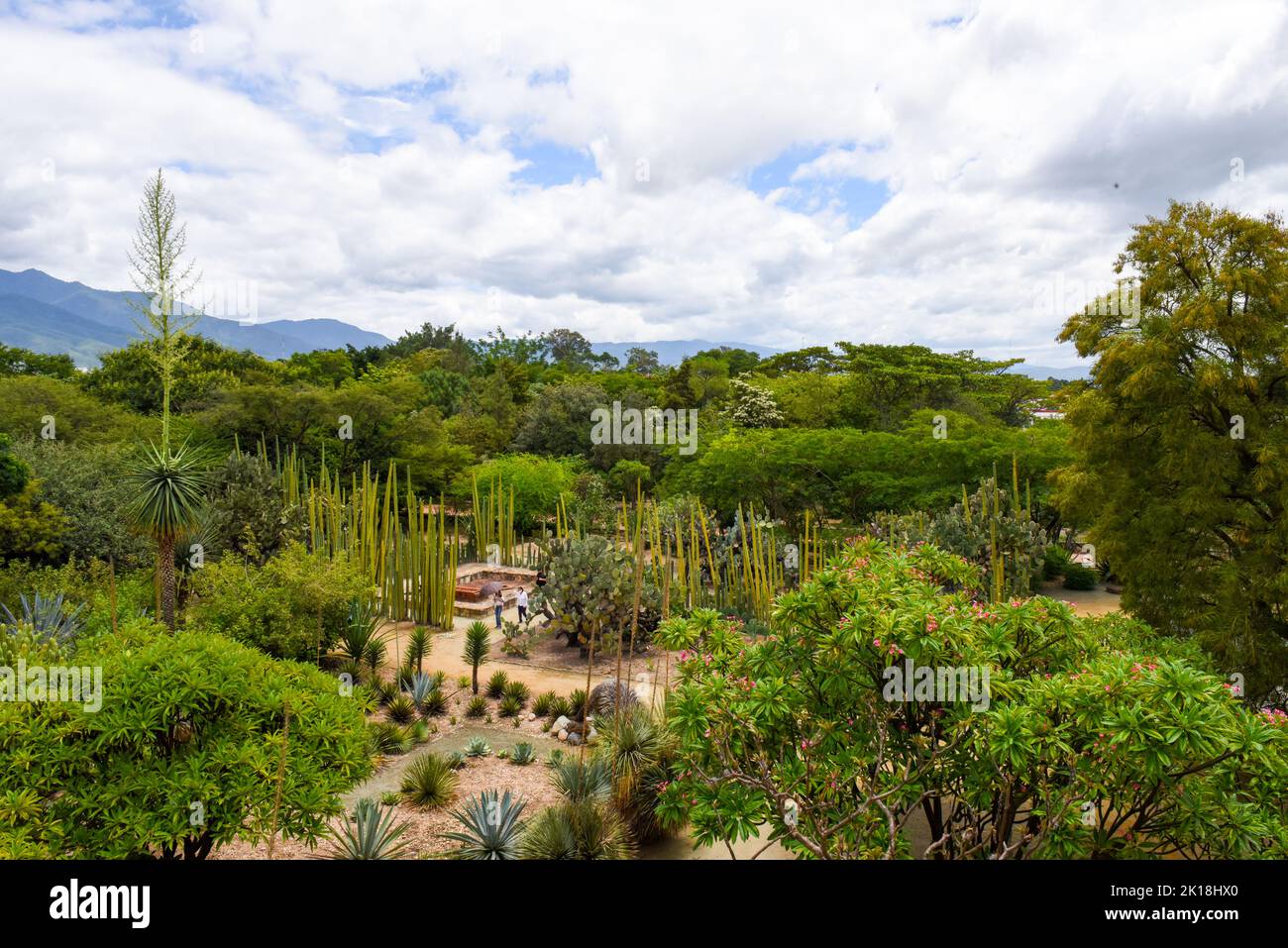 Der ethnobotanische Garten von Oaxaca (neben der Kirche von Santo Domingo) beherbergt Hunderte von Pflanzenarten, die alle im Bundesstaat Oaxaca beheimatet sind.Oaxaca de Juarez, Mexiko. Stockfoto