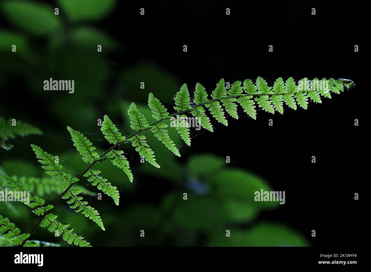 30. Mai 2020, MAQUOKETA, IOWA, USA: Farn- und Mooswachstum bedecken die Bolder, die vor langer Zeit von den Klippen am Eingang der ''Middle Dancehall Cave'' im Maquoketa Caves State Park in 9688 Caves Rd., Maquoketa, Iowa, gefallen sind. Und ein sechs-Meilen-Trail-System windet sich durch geologische Formationen und Wälder voller natürlicher Schönheit..als einer der stateâ €™s frühesten State Parks, Maquoketa Caves wurde ein beliebtes Ziel für Picknicker und Wanderer seit dem 1860s. (Bild: © Kevin E. Schmidt/ZUMA Press Wire) Stockfoto