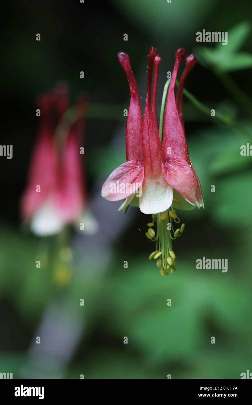 30. Mai 2020, MAQUOKETA, IOWA, USA: Eastern Columbine Wildflowers sind im gesamten Maquoketa Caves State Park zu sehen, der sich in 9688 Caves Rd., Maquoketa, Iowa, befindet. Und ein sechs-Meilen-Trail-System windet sich durch geologische Formationen und Wälder voller natürlicher Schönheit..als einer der stateâ €™s frühesten State Parks, Maquoketa Caves wurde ein beliebtes Ziel für Picknicker und Wanderer seit dem 1860s. (Bild: © Kevin E. Schmidt/ZUMA Press Wire) Stockfoto