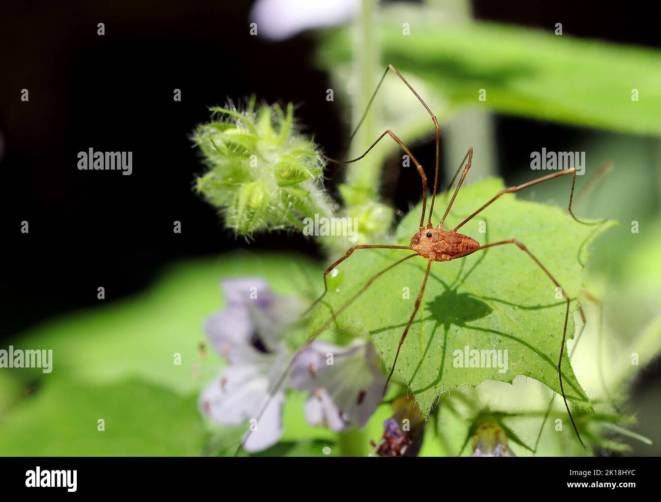 30. Mai 2020, MAQUOKETA, IOWA, USA: Eine Art von Erntemaschinen, die im Maquoketa Caves State Park in der 9688 Caves Rd., Maquoketa, Iowa, einen gewaltigen Bluffs-Turm im gesamten Park, Und ein sechs-Meilen-Trail-System windet sich durch geologische Formationen und Wälder voller natürlicher Schönheit..als einer der stateâ €™s frühesten State Parks, Maquoketa Caves wurde ein beliebtes Ziel für Picknicker und Wanderer seit dem 1860s. (Bild: © Kevin E. Schmidt/ZUMA Press Wire) Stockfoto