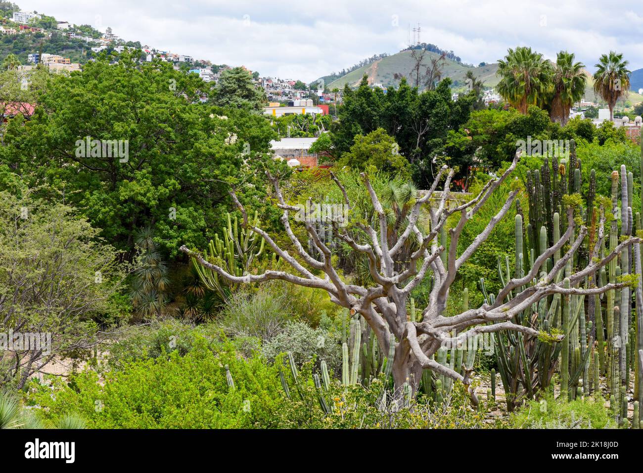 Der ethnobotanische Garten von Oaxaca (neben der Kirche von Santo Domingo) beherbergt Hunderte von Pflanzenarten, die alle im Bundesstaat Oaxaca beheimatet sind.Oaxaca de Juarez, Mexiko. Stockfoto