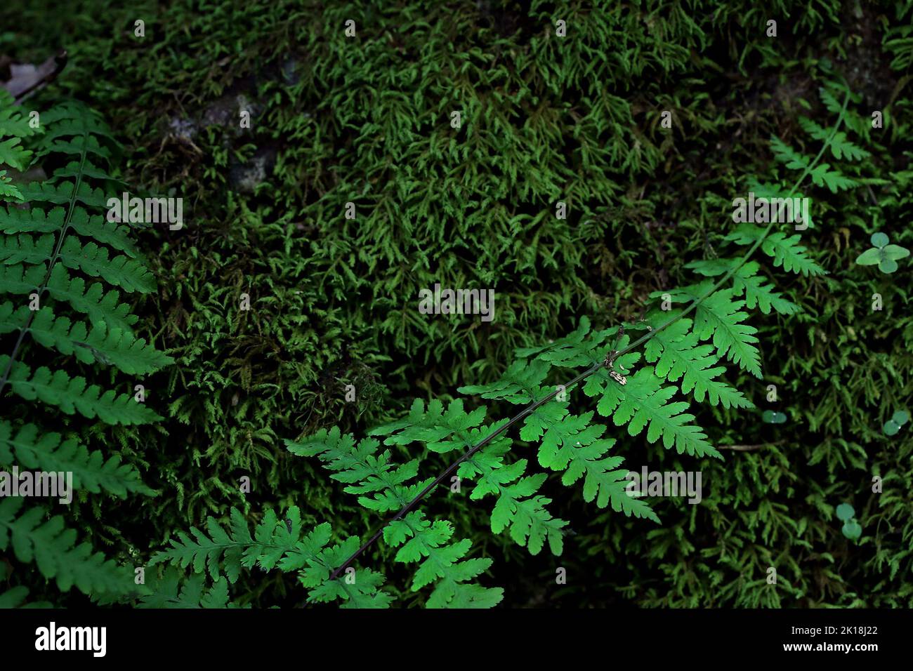30. Mai 2020, MAQUOKETA, IOWA, USA: Farn- und Mooswachstum bedecken die Bolder, die vor langer Zeit von den Klippen am Eingang der ''Middle Dancehall Cave'' im Maquoketa Caves State Park in 9688 Caves Rd., Maquoketa, Iowa, gefallen sind. Und ein sechs-Meilen-Trail-System windet sich durch geologische Formationen und Wälder voller natürlicher Schönheit..als einer der stateâ €™s frühesten State Parks, Maquoketa Caves wurde ein beliebtes Ziel für Picknicker und Wanderer seit dem 1860s. (Bild: © Kevin E. Schmidt/ZUMA Press Wire) Stockfoto