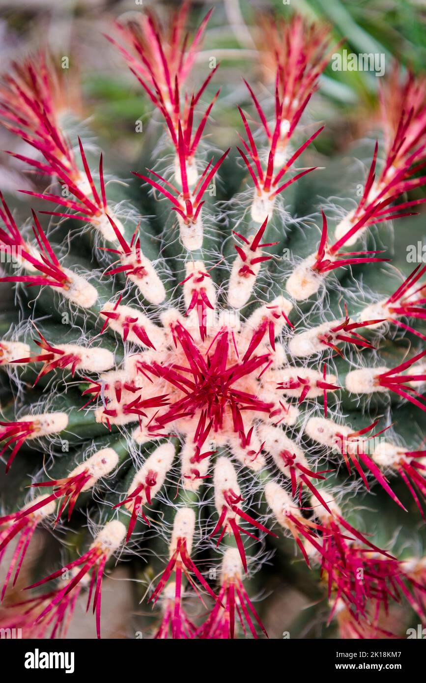 Kaktus Ferocactus pilosus Stockfoto
