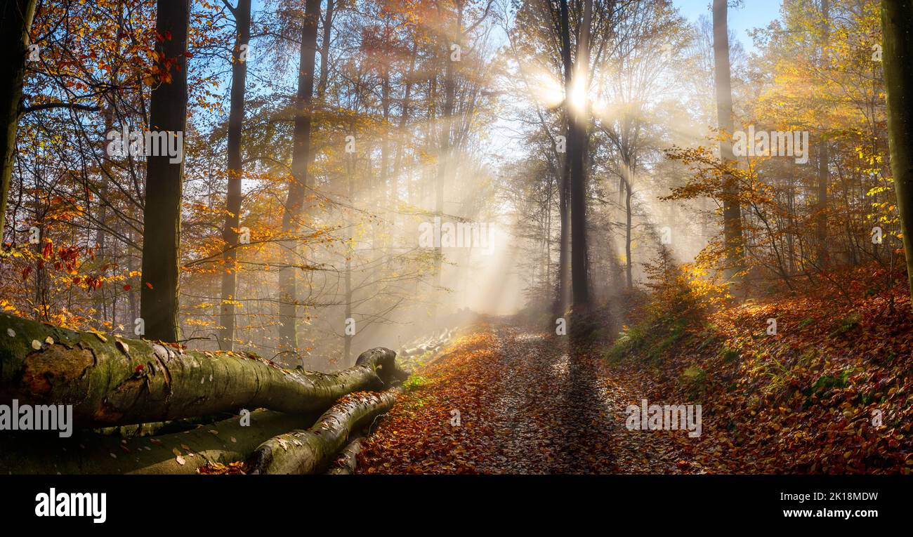Bezaubernde Herbstlandschaft in verträumten Farben zeigt einen Waldweg Mit der Sonne hinter einem Baum, der schöne Strahlen durchwirft Nebelschwaden Stockfoto