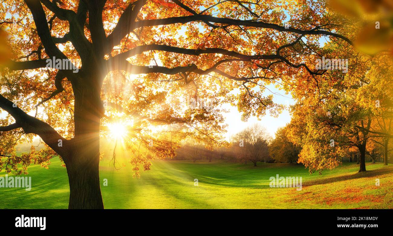 Herbstlandschaft in einem sonnigen Park, mit einer grünen Wiese und der Sonne hinter einem schönen Baum, der lange Schatten wirft Stockfoto