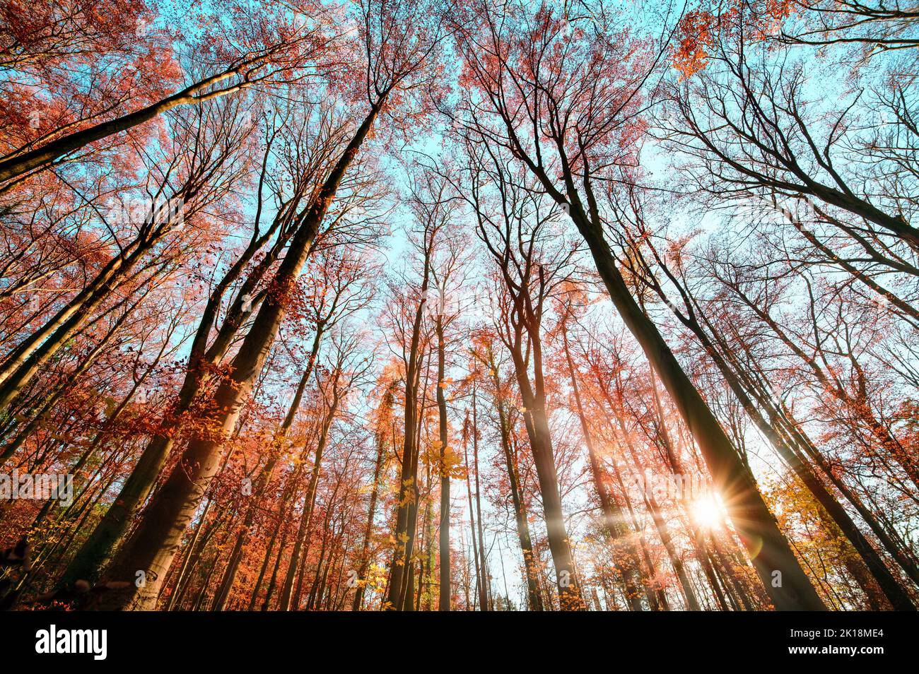 Weitwinkelwald mit der Sonne und dem blauen Himmel hinter dem herbstlich roten Laub von hohen Baumkronen aufgenommen Stockfoto