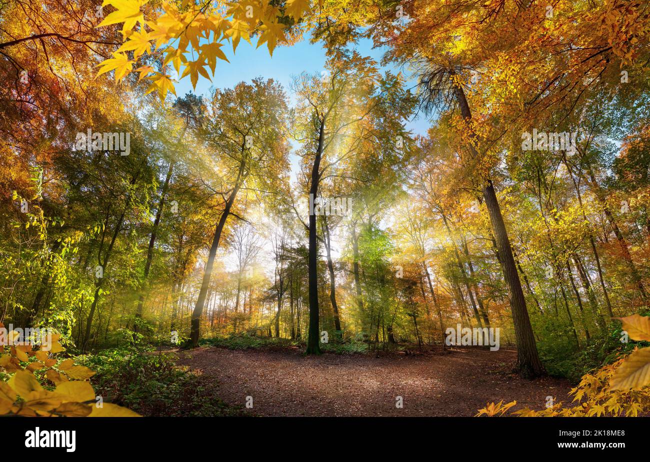 Leuchtende Herbstszene in einer Waldlichtung mit Sonnenstrahlen, die das wunderschöne Laub erhellen, eine farbenfrohe Landschaftsaufnahme Stockfoto