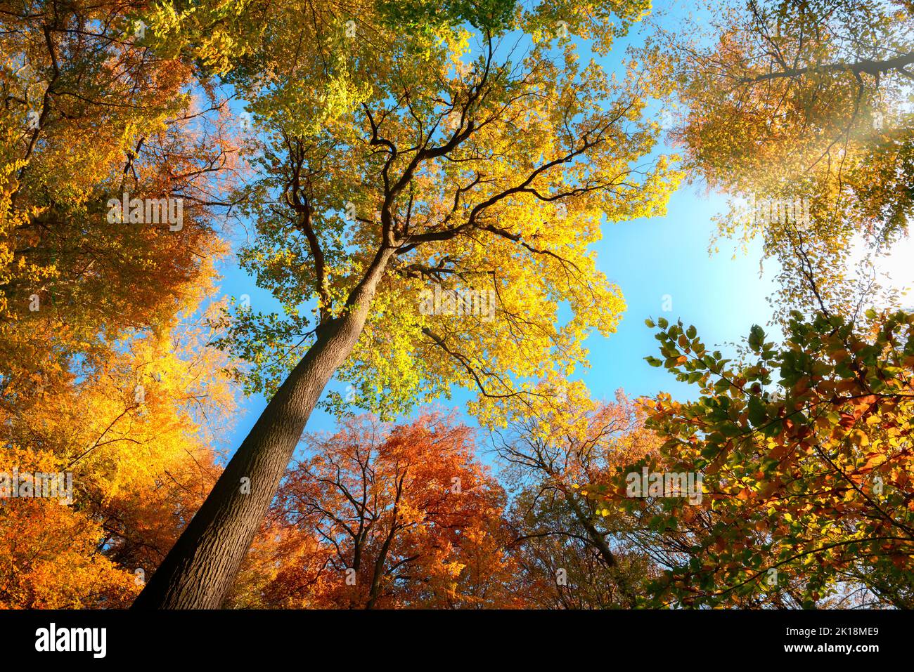 Blick nach oben in einen Wald, das farbenfrohe Baumkronendach mit Herbstfarben und blauem Himmel Stockfoto Blick nach oben in einen Wald, das farbenfrohe Baumkronendach mit Herbstfarben und blauem Himmel Stockfoto