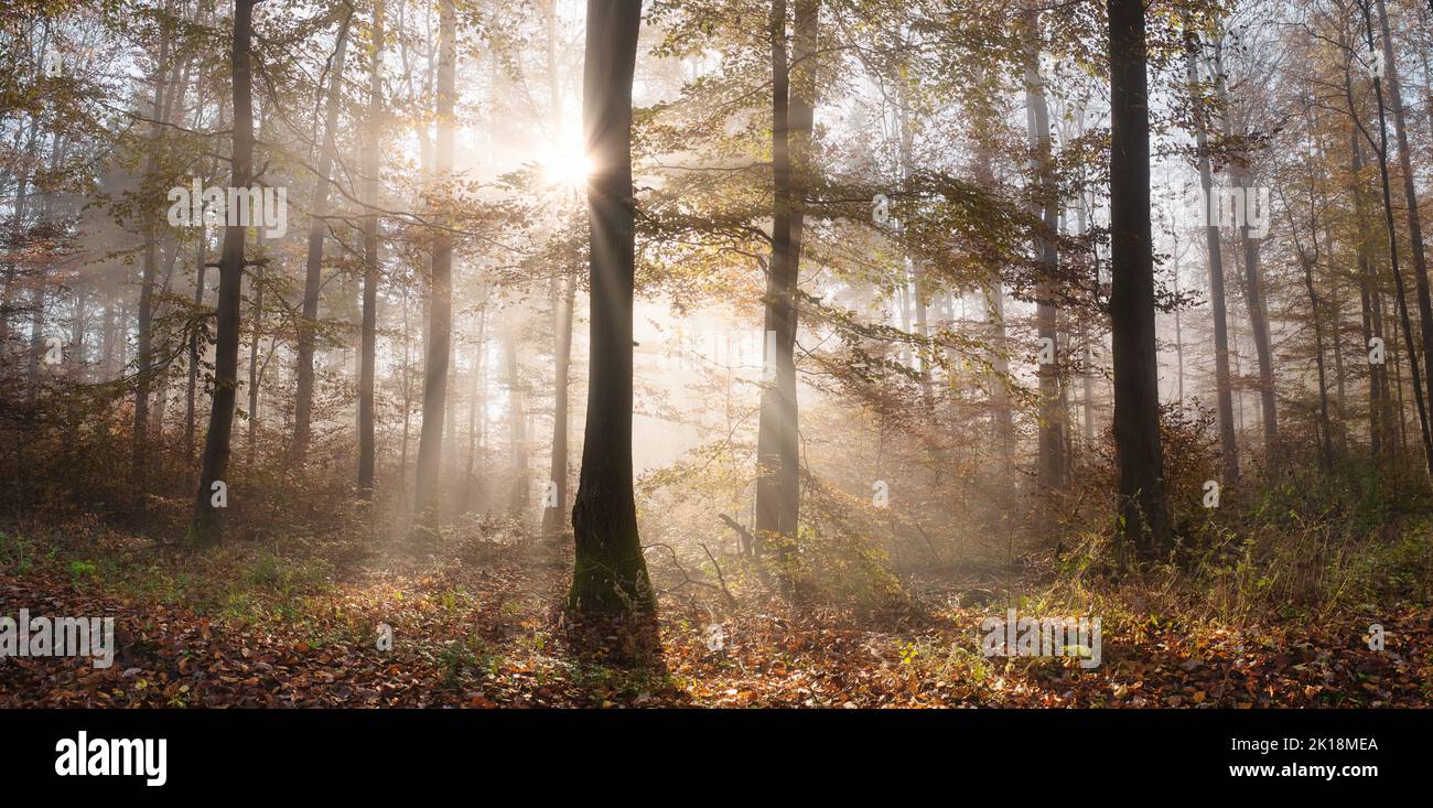 Sonnenstrahlen Magie in einem Wald. Die Sonne hinter einem Baum wirft schöne Strahlen durch den Nebel und offene Wälder in angenehmen Herbstfarben Stockfoto