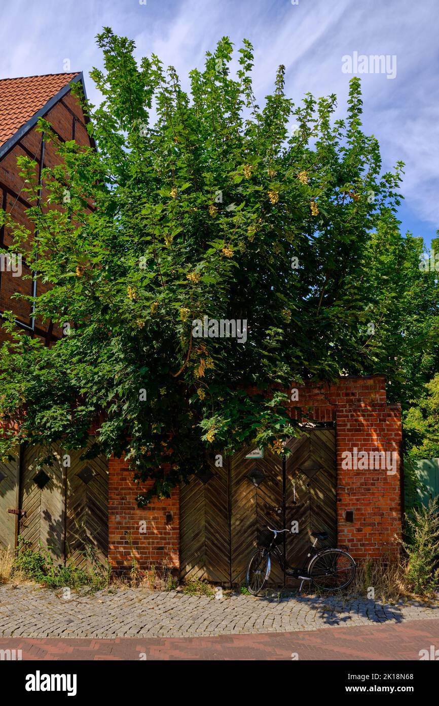 Altes Fahrrad vor einem alten Hoftor eines heruntergekommenen und bewachsenen Grundstücks in der inneren Altstadt der Hansestadt Wismar, Deutschland. Stockfoto