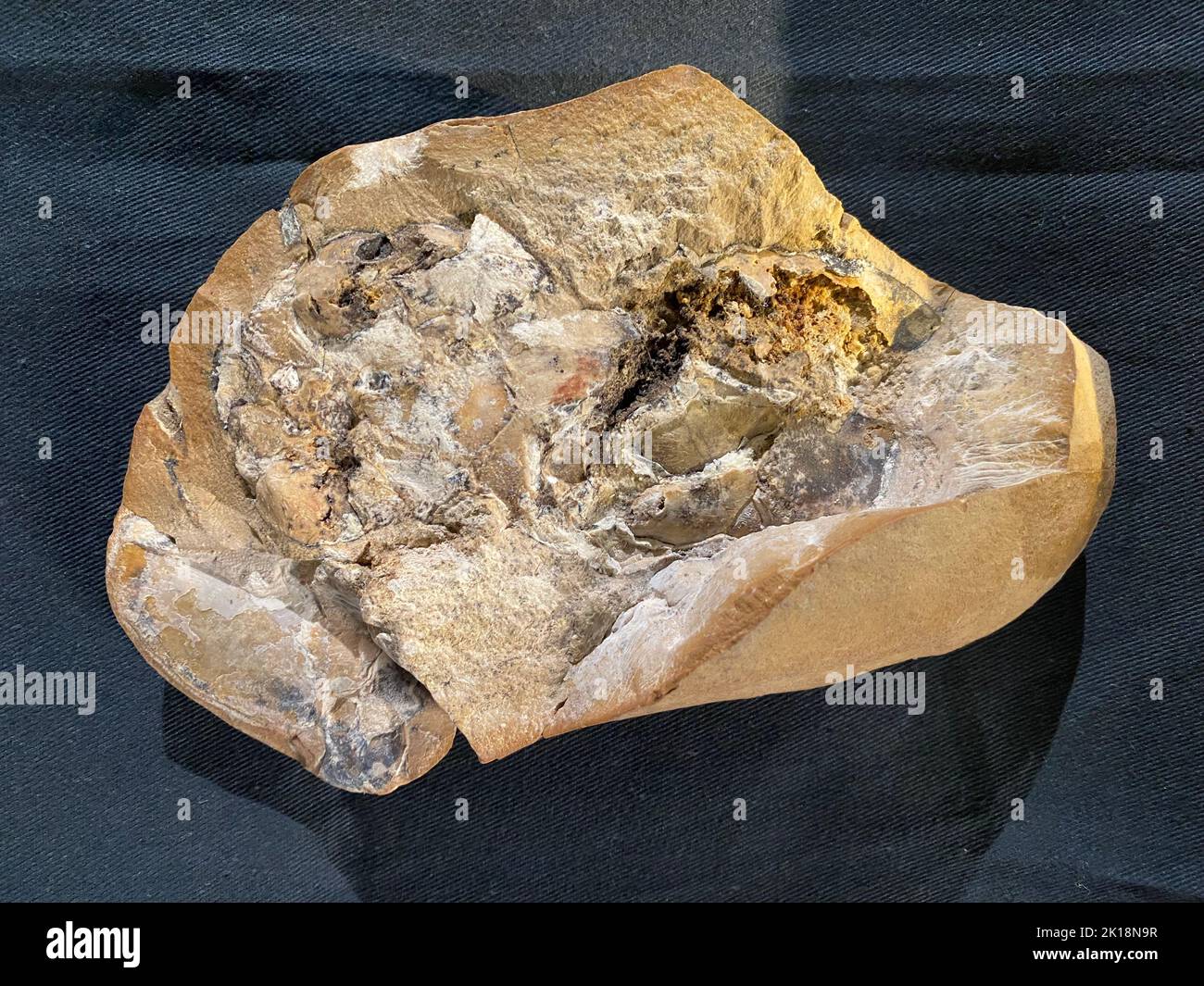 (220916) -- SYDNEY, 16. September 2022 (Xinhua) -- das Fossil des Arthrodire, in dem das 380 Millionen Jahre alte Herz entdeckt wurde, ist am 8. September 2022 im Western Australian Museum zu sehen. Australische Forscher haben ein 380 Millionen Jahre altes Herz - das älteste jemals gefunden - in einem uralten Kieferfisch namens Arthrodire entdeckt, zusammen mit einem separaten versteinerten Magen, Darm und Leber, was neue Erkenntnisse über die biologische Evolution liefert. ZUM THEMA "Aussie-Forscher entdecken 380 Millionen Jahre altes Herz alter Fische" (Curtin University/Handout via Xinhua) Stockfoto