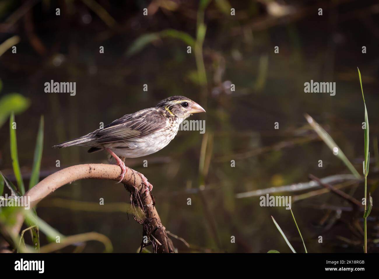 Gestreifte Weber weiblich.Gestreifte Weber (Ploceus manyar) ist eine Art von Weber Vogel. Stockfoto