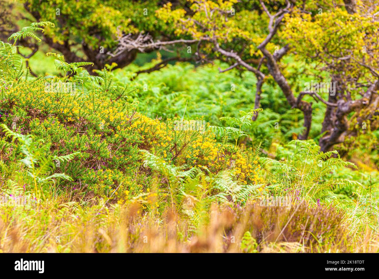 Gorse und Farn im Exmoor National Park in der Nähe von Cloutsham, Somerset, Großbritannien Stockfoto