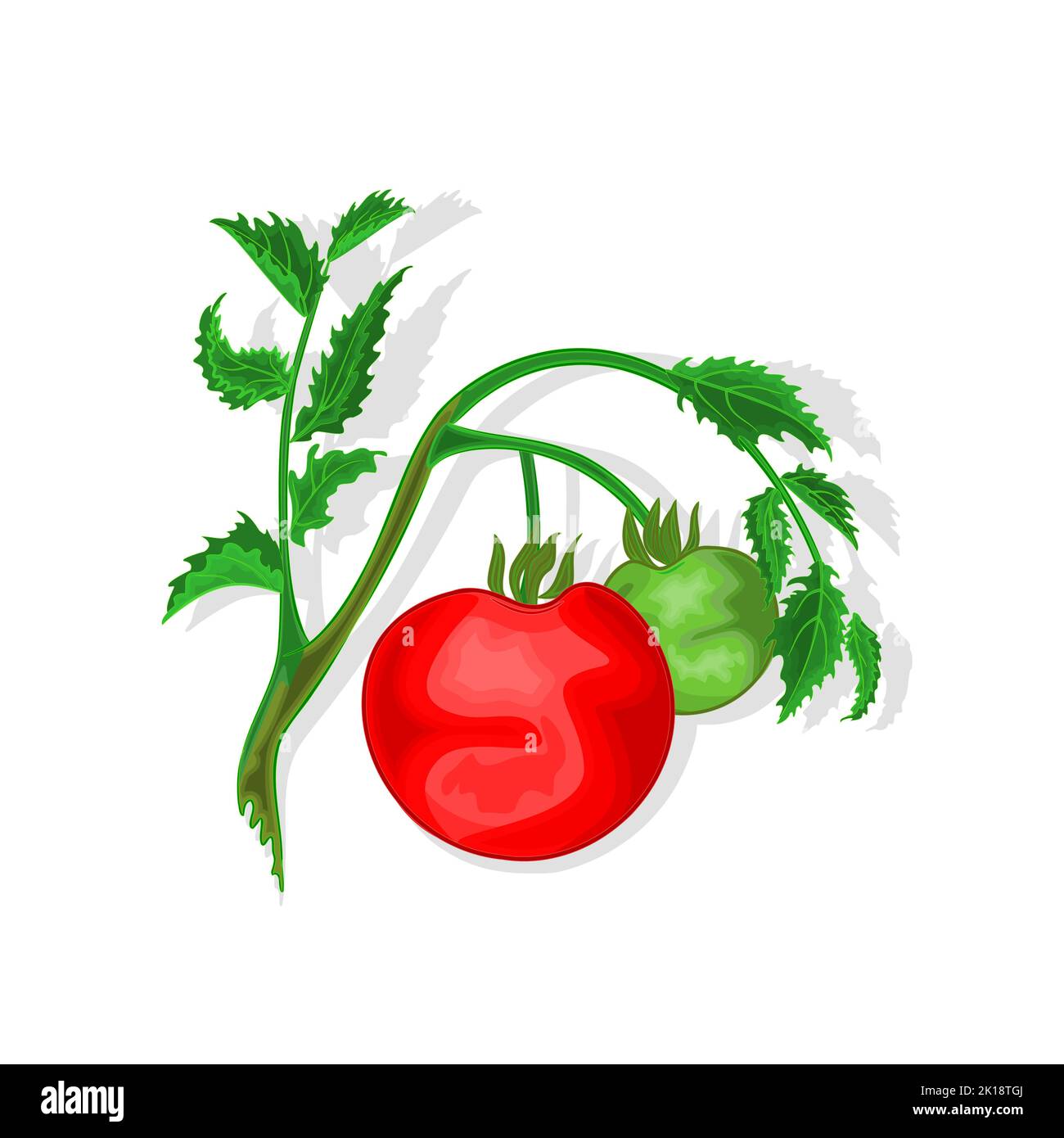 Tomaten mit Blattvektor Illustration Stock Vektor