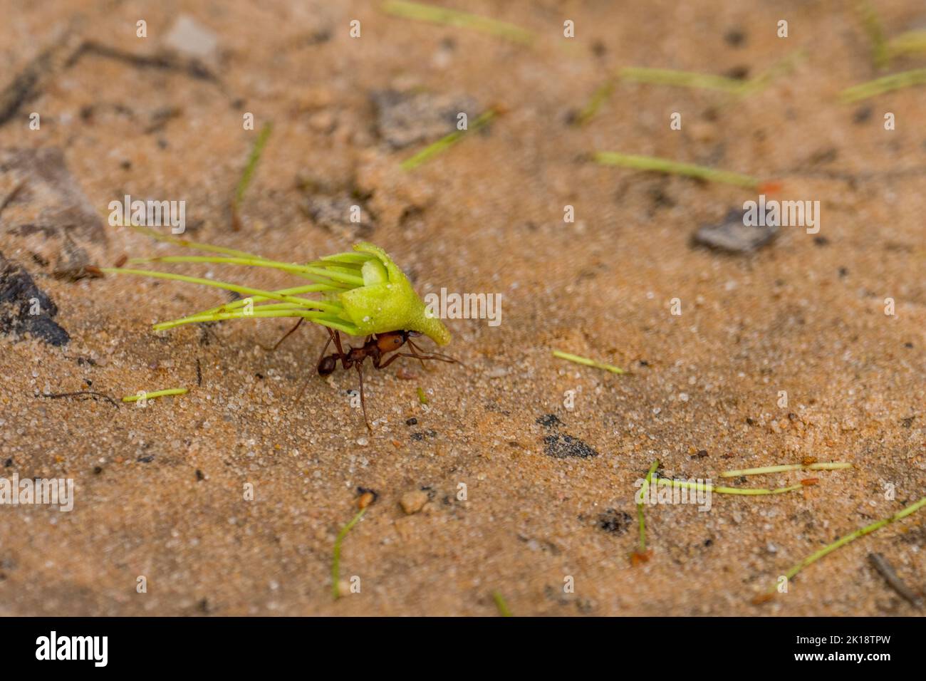 Blattkutter-Ameisen, die Pflanzenmaterial zu ihrem Nest in der Nähe der Piuval Lodge im nördlichen Pantanal, Bundesstaat Mato Grosso, Brasilien, transportieren. Stockfoto
