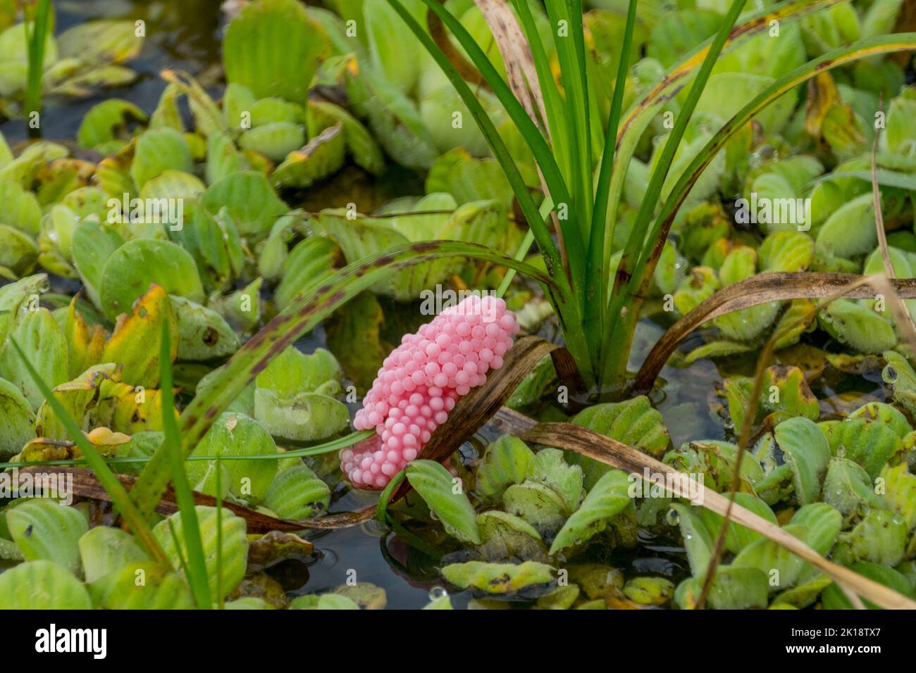 Schneckeneier von Pink Apple auf Wasserpflanzen in einem Feuchtgebiet in der Nähe der Piuval Lodge im nördlichen Pantanal, Bundesstaat Mato Grosso, Brasilien. Stockfoto