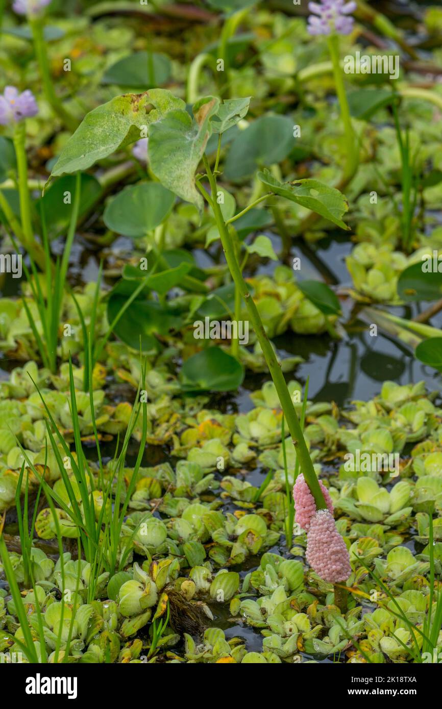 Schneckeneier von Pink Apple auf Wasserpflanzen in einem Feuchtgebiet in der Nähe der Piuval Lodge im nördlichen Pantanal, Bundesstaat Mato Grosso, Brasilien. Stockfoto