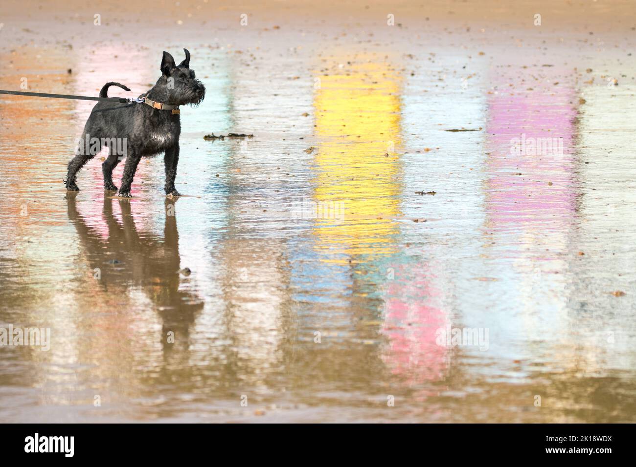 Ein schwarzer Miniatur-Schnauzer-Hund auf einer Leine steht stolz unter den Reflexen farbiger Strandhütten auf nassem Sand in Walton am naze Beach, Essex, Großbritannien Stockfoto