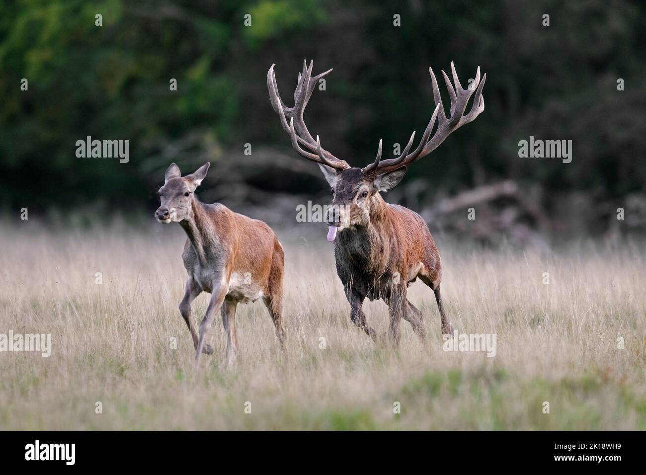 Rothirsch (Cervus elaphus) Hirsch jagen Hintern / Weibchen in der Hitze im Grasland am Waldrand während der Furche im Herbst / Herbst Stockfoto