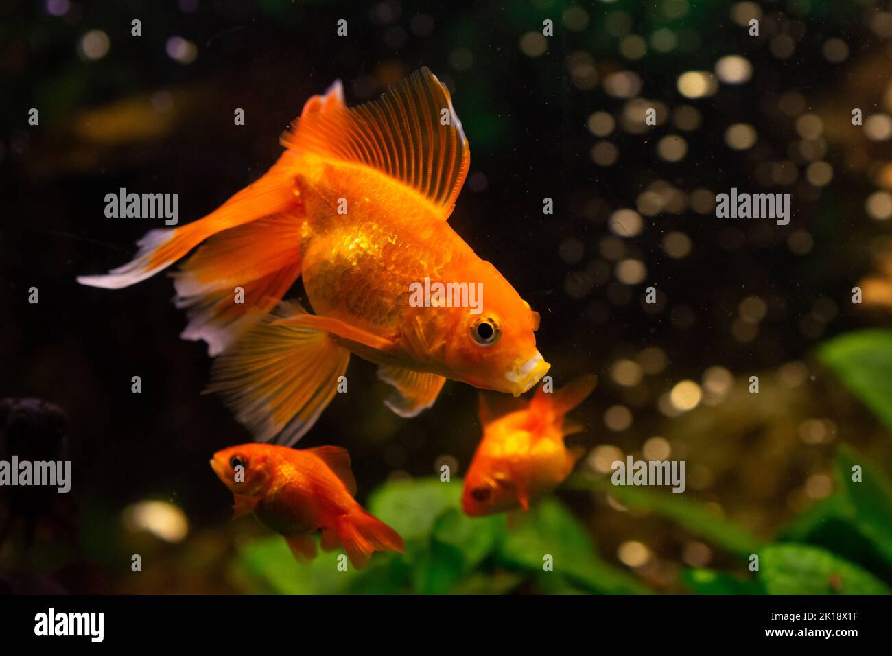 Schöne rote schwimmende Goldwish im Heim-Aquarium Stockfoto