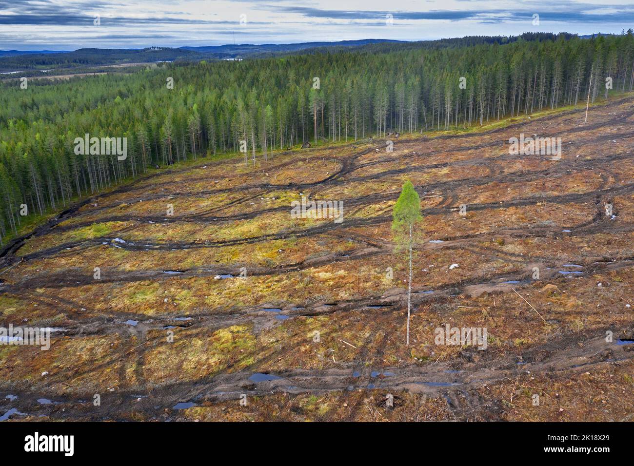 Luftaufnahme über Freischnitt mit Raupenspuren, Freischnitt / Freifällung ist eine Wald-/Holzfällungspraxis, bei der alle Bäume gefällt werden Stockfoto