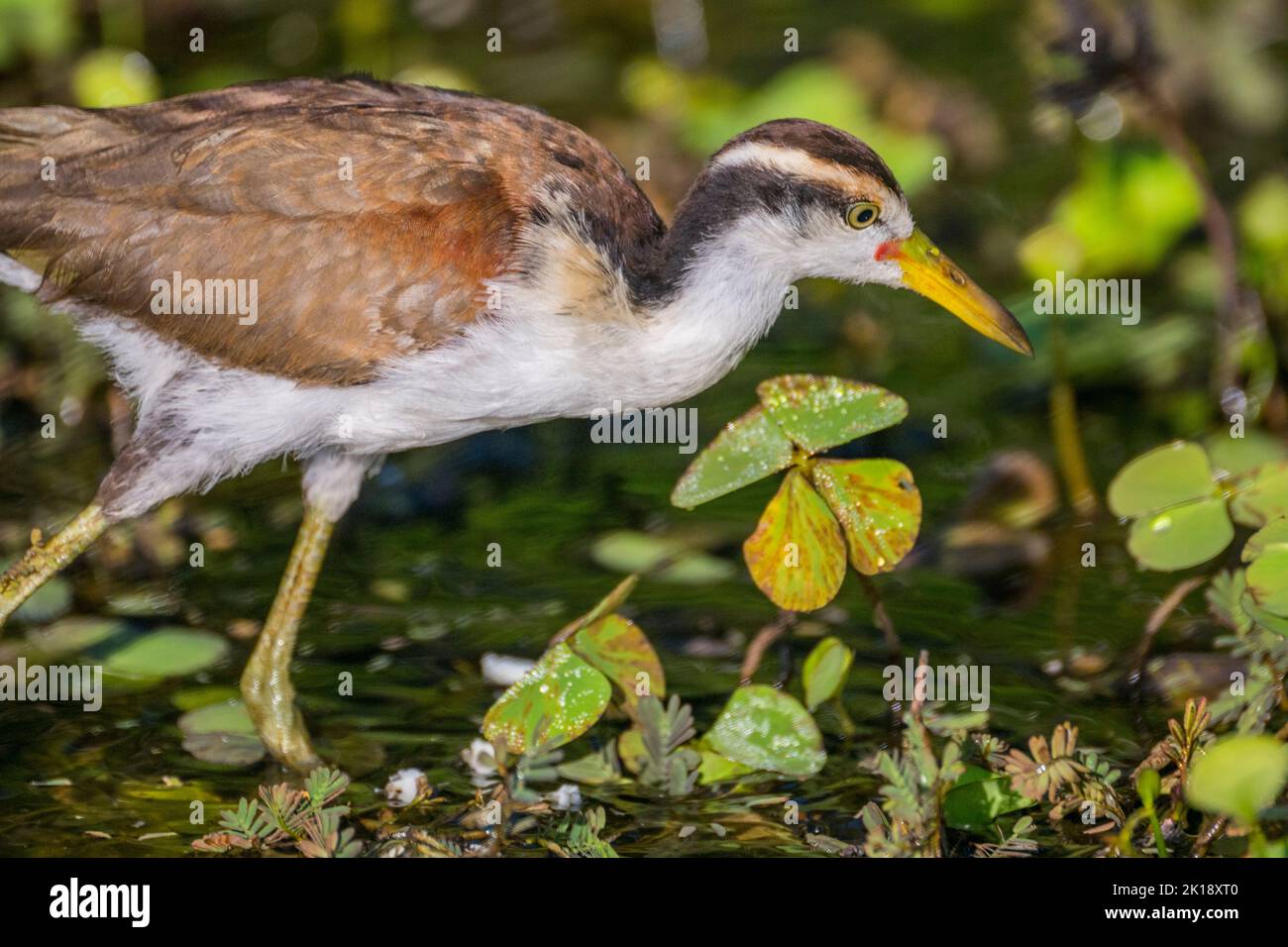 Ein juveniler, wattled jacana (Jacana jacana) sucht Nahrung in der Vegetation entlang des Ufers eines Nebenflusses des Cuiaba Flusses in der Nähe von Porto Jofre Stockfoto