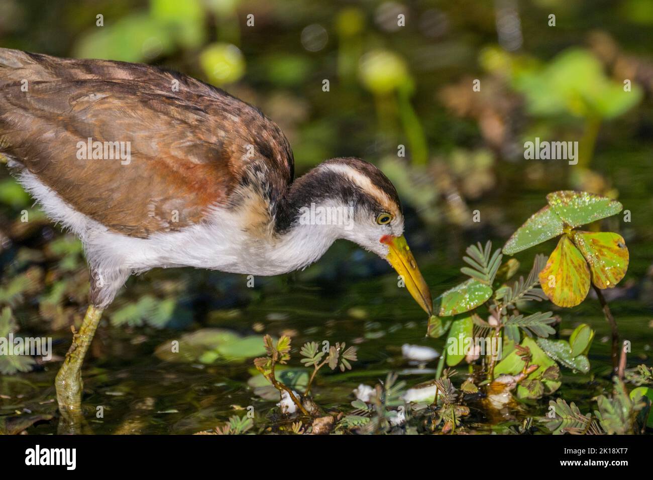 Ein juveniler, wattled jacana (Jacana jacana) sucht Nahrung in der Vegetation entlang des Ufers eines Nebenflusses des Cuiaba Flusses in der Nähe von Porto Jofre Stockfoto