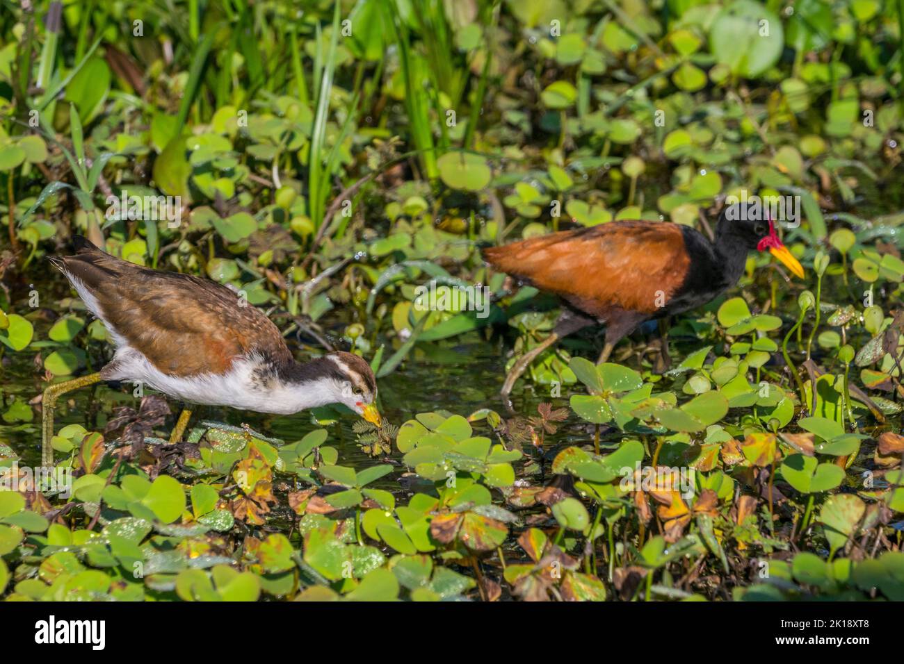 Jacanas (Jacana jacana), die in der Vegetation entlang eines Nebenflusses des Flusses Cuiaba in der Nähe von Porto Jofre im Norden nach Nahrung suchen Stockfoto