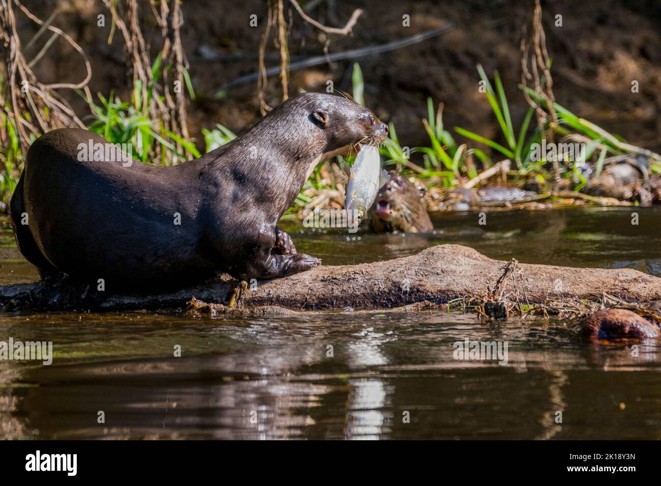 Ein Riesenotter (Pteronura brasiliensis) mit einem Fisch an einem Nebenfluss des Flusses Cuiaba in der Nähe von Porto Jofre im nördlichen Pantanal, Mato Grosso pro Stockfoto