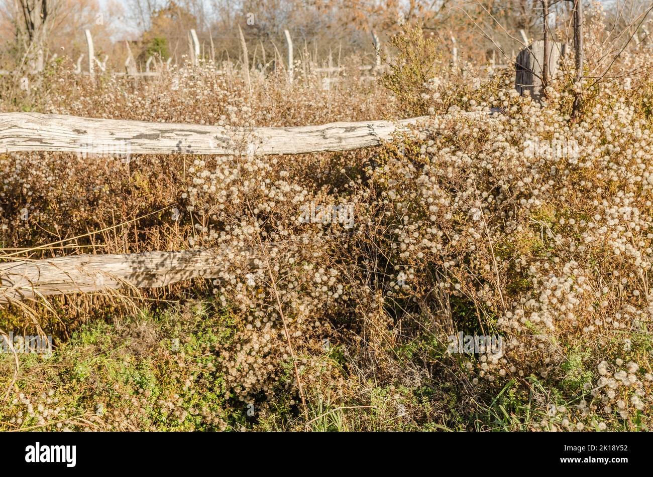 Alter Holzzaun mit gelbem Herbstlandgras überwuchert. Stockfoto