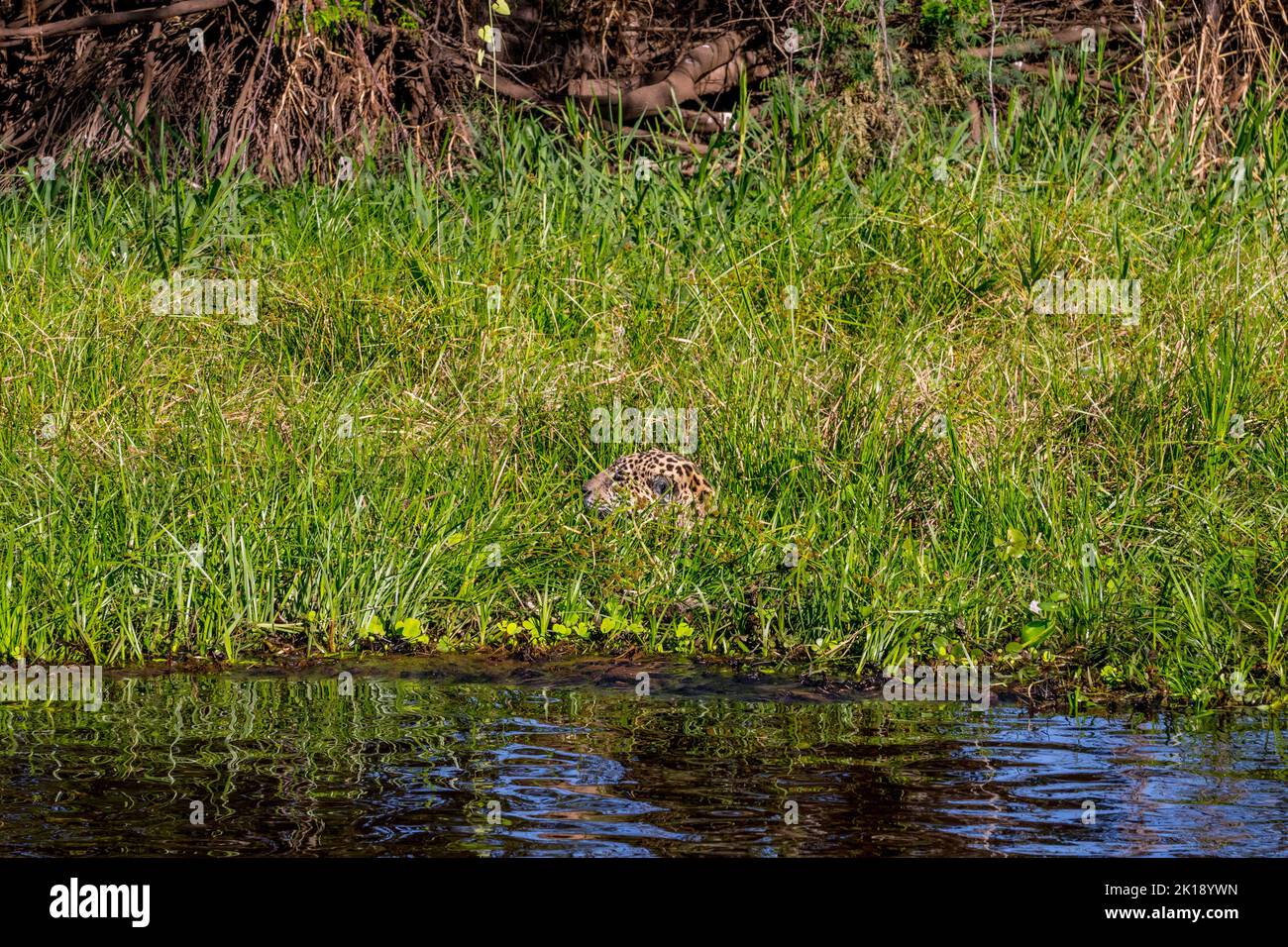 Ein weiblicher Jaguar (Panthera onca) schwimmt an einem Flussufer durch die Vegetation und jagt an einem der Nebenflüsse des Flusses Cuiaba ne nach Kaimanen Stockfoto