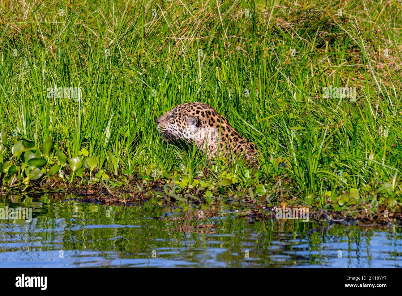 Ein weiblicher Jaguar (Panthera onca) schwimmt an einem Flussufer durch die Vegetation und jagt an einem der Nebenflüsse des Flusses Cuiaba ne nach Kaimanen Stockfoto