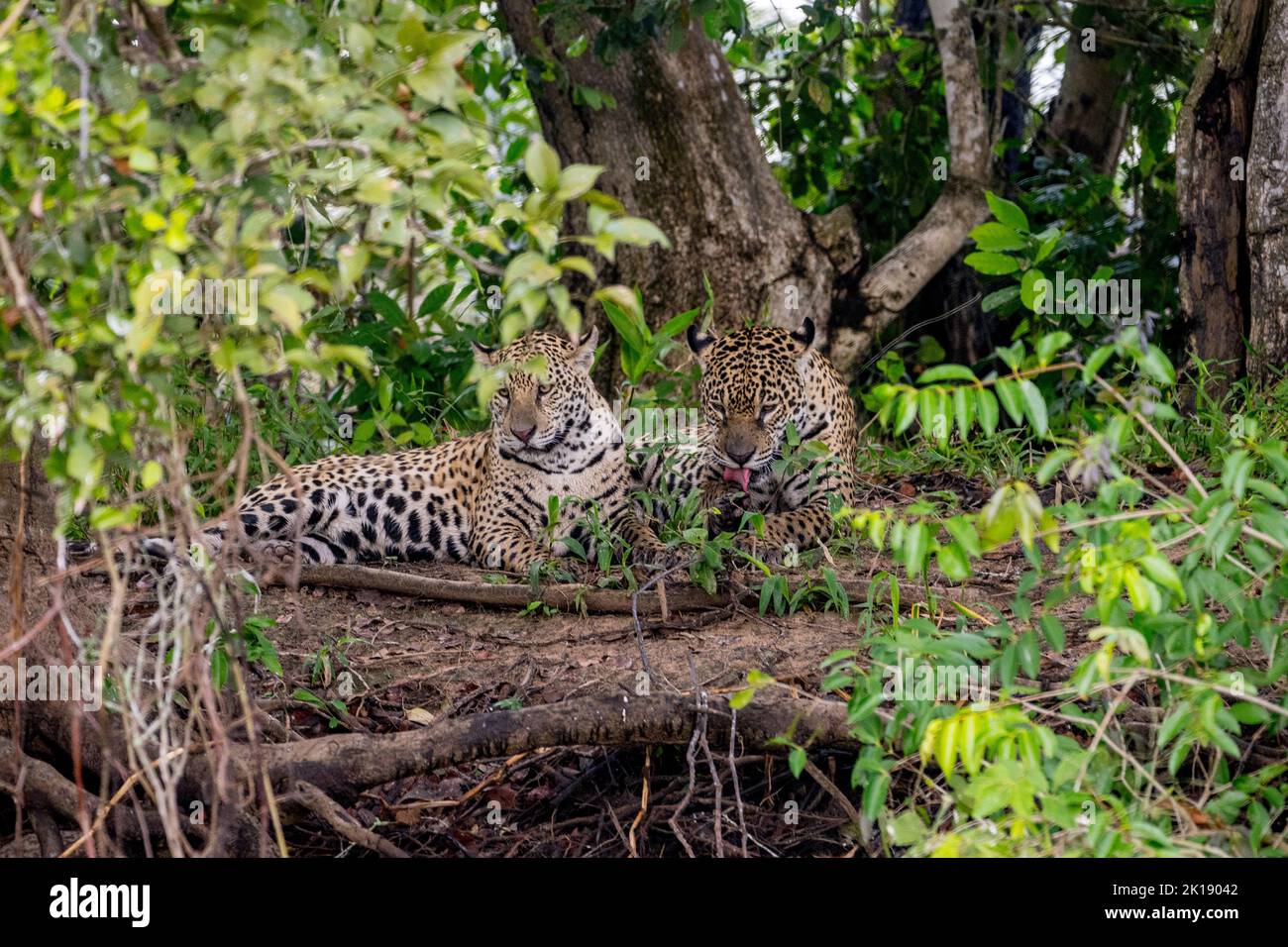 Zwei Jaguar (Panthera onca) Jungen (etwa 1,5 Jahre alt) am Ufer des Flusses Cuiaba in der Nähe von Porto Jofre im nördlichen Pantanal, Mato Grosso Prov Stockfoto