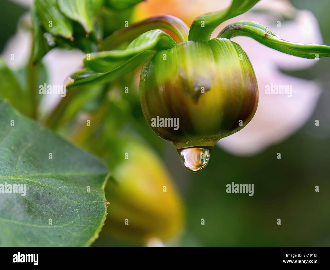 Makrofotografie eines Regentropfes, der an der Spitze einer Dahlia-Knospe hängt, aufgenommen in einem Garten in der Nähe der Kolonialstadt Villa de Leyva im Zentrum von Colomb Stockfoto