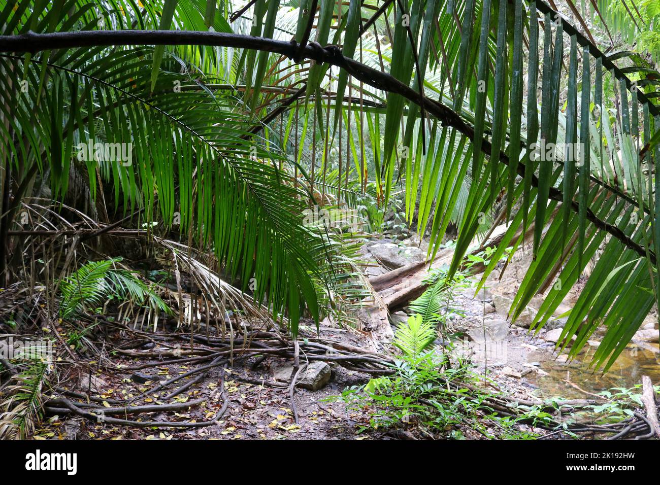 Ein Wanderweg durch eine Dschungeltour im tropischen Regenwald in Puerto Vallarta Mexiko. Stockfoto
